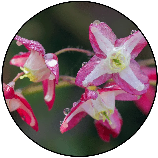 Epimedium extract in Booster Brew