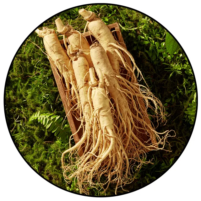 Panax Ginseng used in Booster Brew